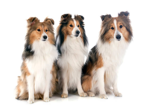 犬の被毛に関する豆知識を紹介！のサムネイル画像